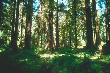 A Poison Pill In The Environmental Bill