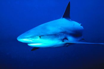 SHARK!