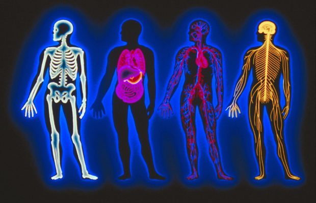 Anatomy Quiz!