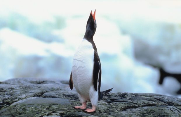 A Penguin To Help You With Holiday Shopping
