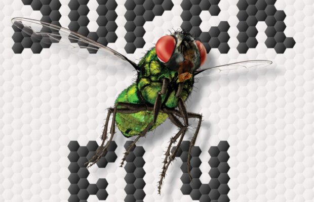 The Secret Life of Flies