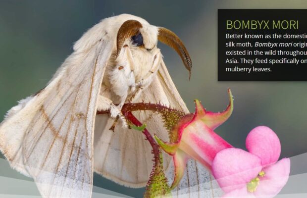 Bombyx is The Bomb